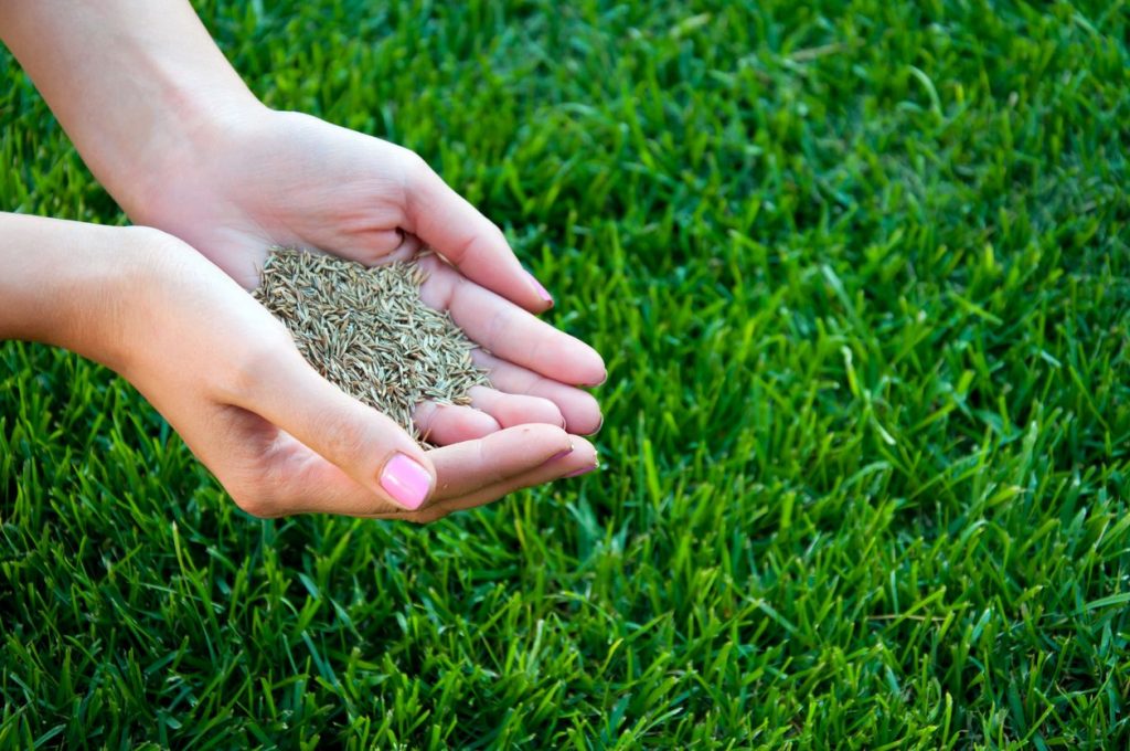 Grass Seeds