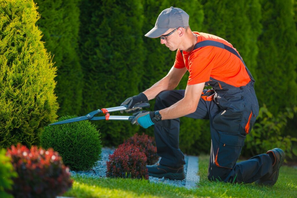 regular garden clearance