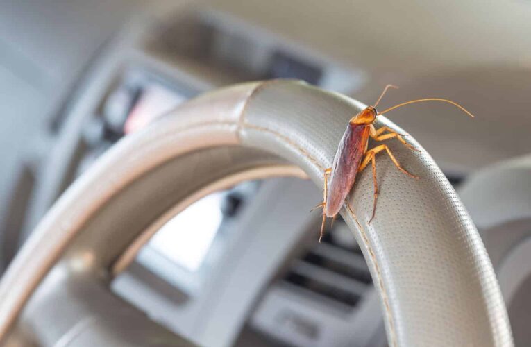 3 Common Bugs in Cars and How to Prevent Getting Them