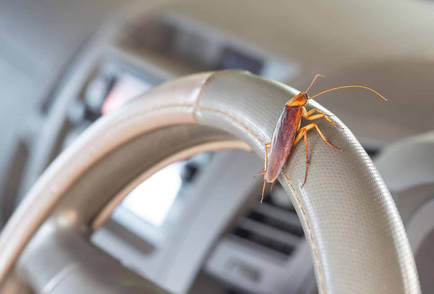 auto-pest management services